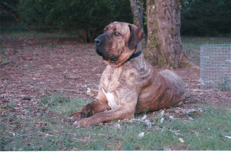 Chamane du Clan des Brésiliens