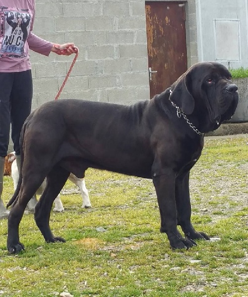 Jorgio du Clan des Brésiliens