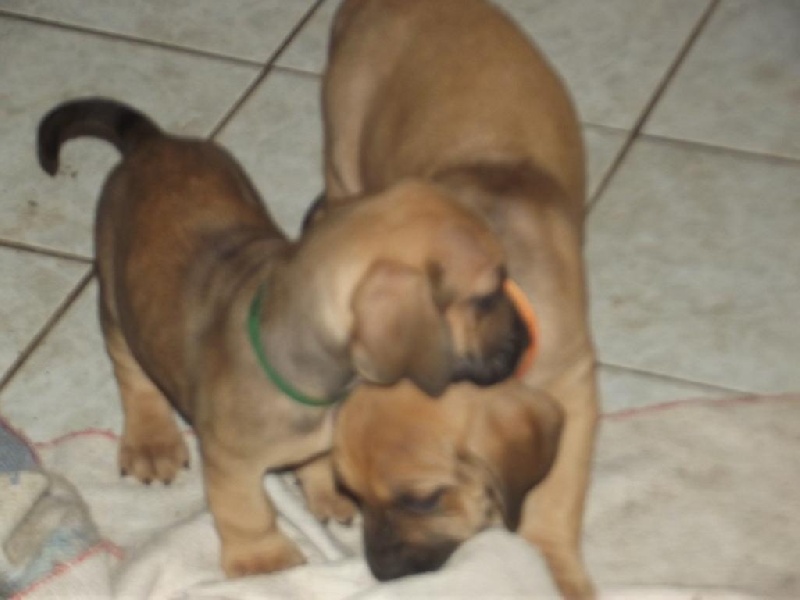 Mes bébés : FURYA X GERONIMO