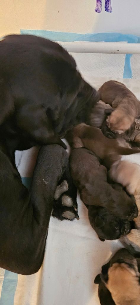 Chiot Fila Brasileiro du Clan des Brésiliens