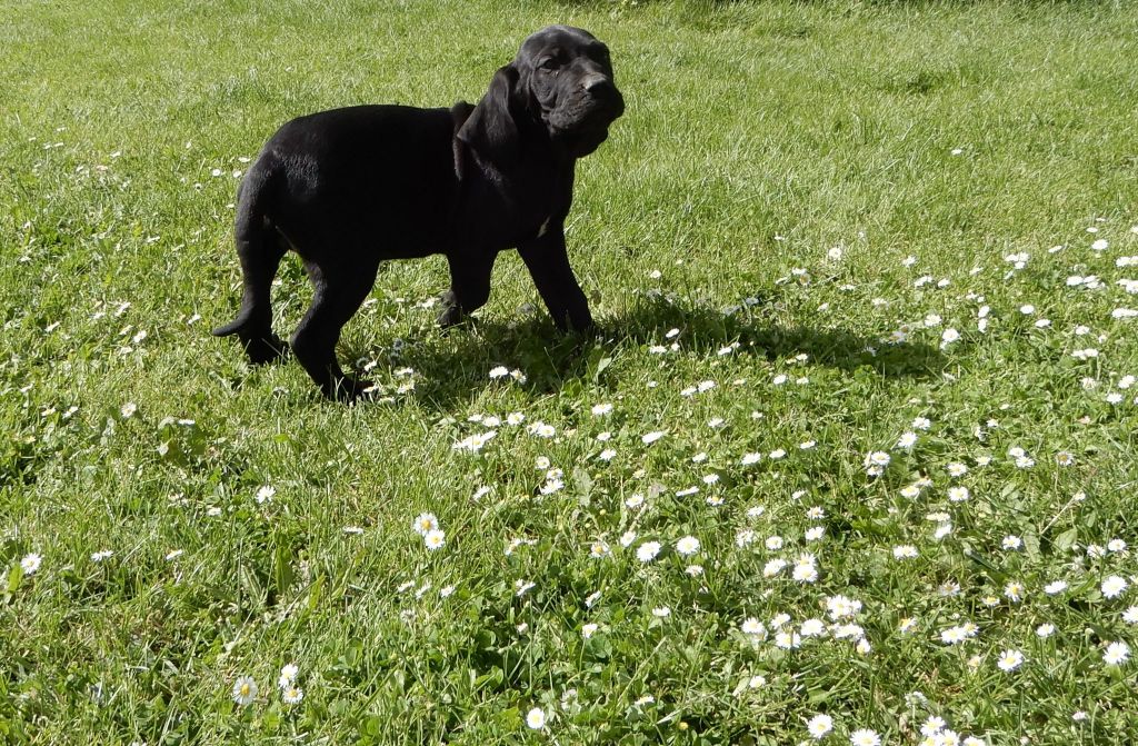 du Clan des Brésiliens - Chiots disponibles - Fila Brasileiro