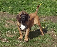 HELIOS