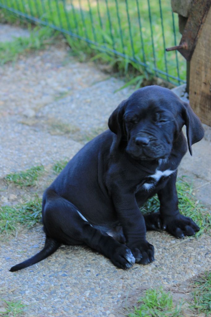 du Clan des Brésiliens - Chiots disponibles - Fila Brasileiro