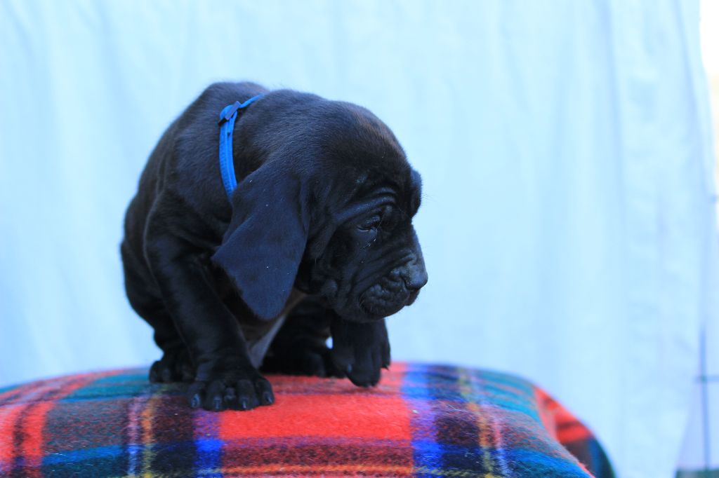 du Clan des Brésiliens - Chiots disponibles - Fila Brasileiro